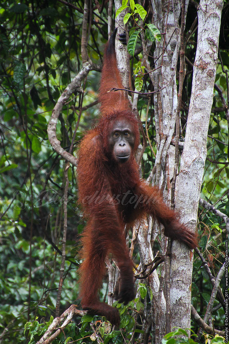 Orang outan - Jungle de Bornéo - Tanjung puting - KALIMANTAN 2011