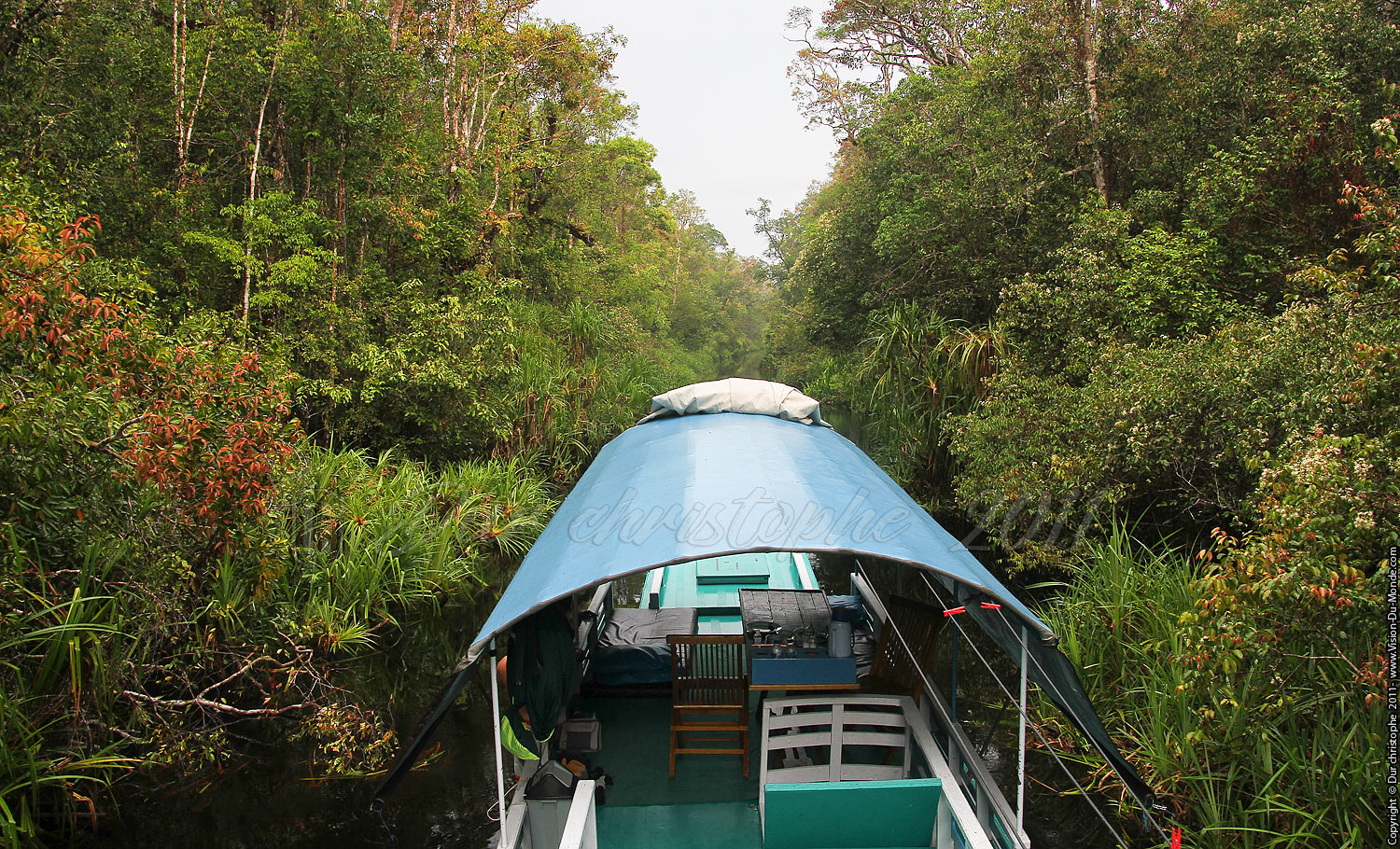 Jungle de Bornéo - Tanjung puting - KALIMANTAN 2011