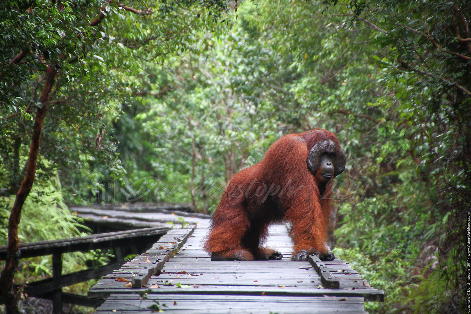 Orang outan - Jungle de Bornéo - Tanjung puting - KALIMANTAN 2011