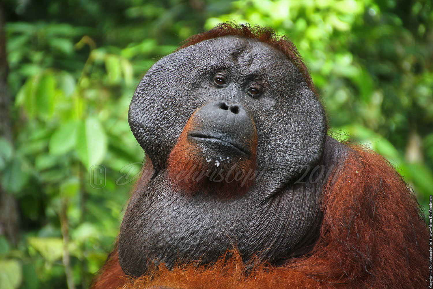 Orang outan - Jungle de Bornéo - Tanjung puting - KALIMANTAN 2011