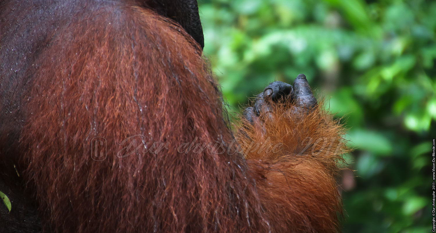 Orang outan - Jungle de Bornéo - Tanjung puting - KALIMANTAN 2011