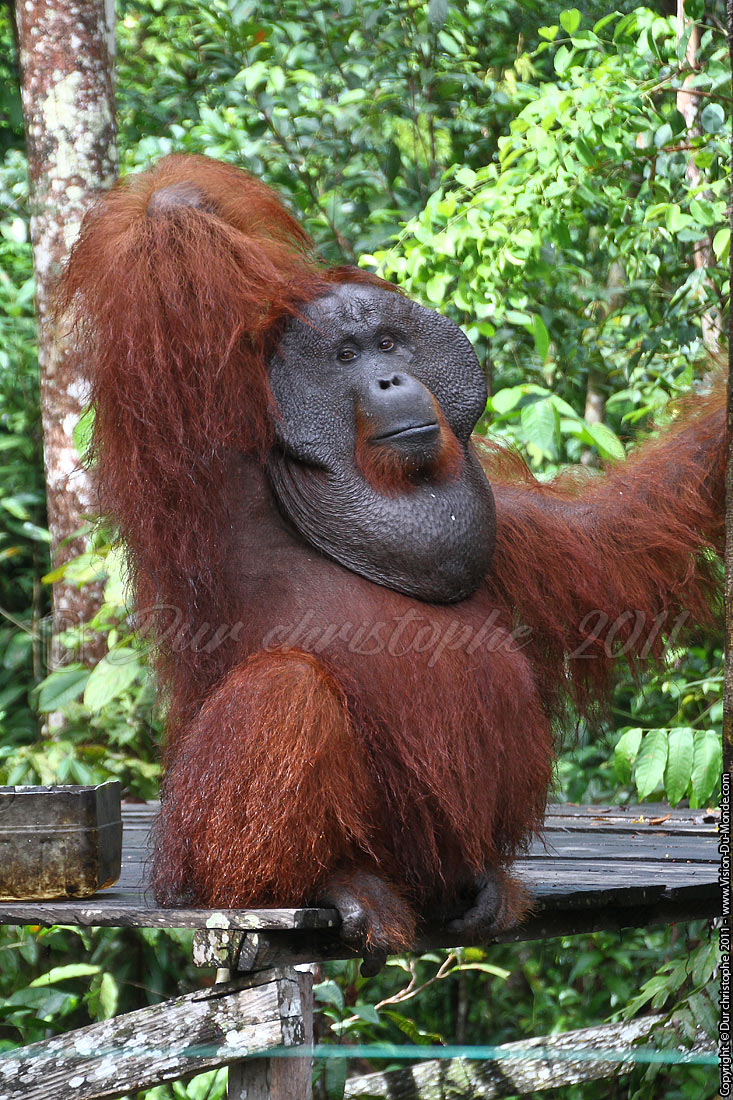Orang outan - Jungle de Bornéo - Tanjung puting - KALIMANTAN 2011