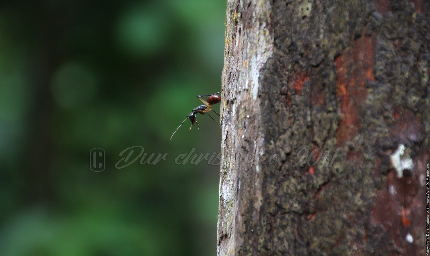 Fourmis - Jungle de Bornéo - Tanjung puting - KALIMANTAN 2011