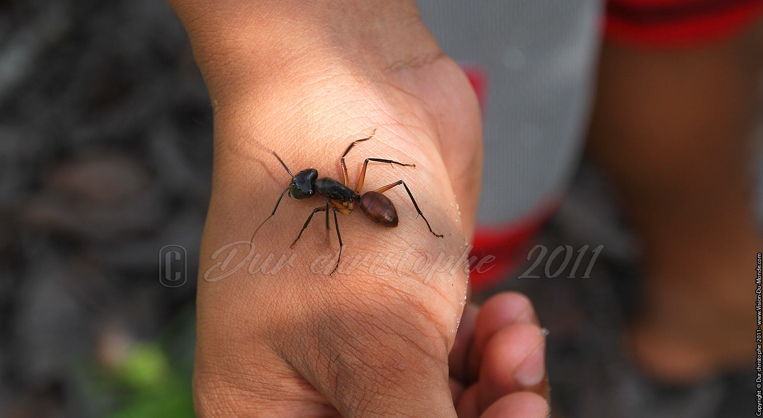 Fourmis géante - Jungle de Bornéo - Tanjung puting - KALIMANTAN 2011