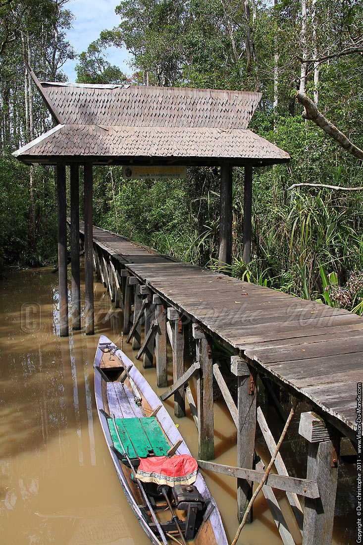 Jungle de Bornéo - Tanjung puting - KALIMANTAN 2011