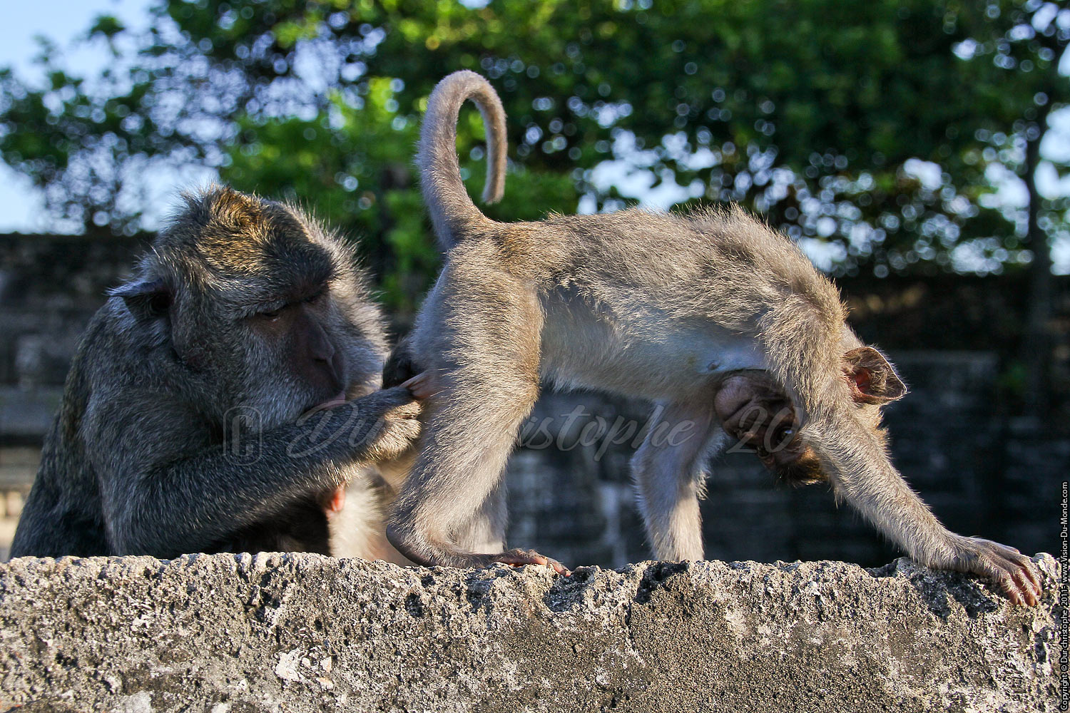 Pura Luhur Ulu Watu - Péninsule de Bukit - BALI 2011
