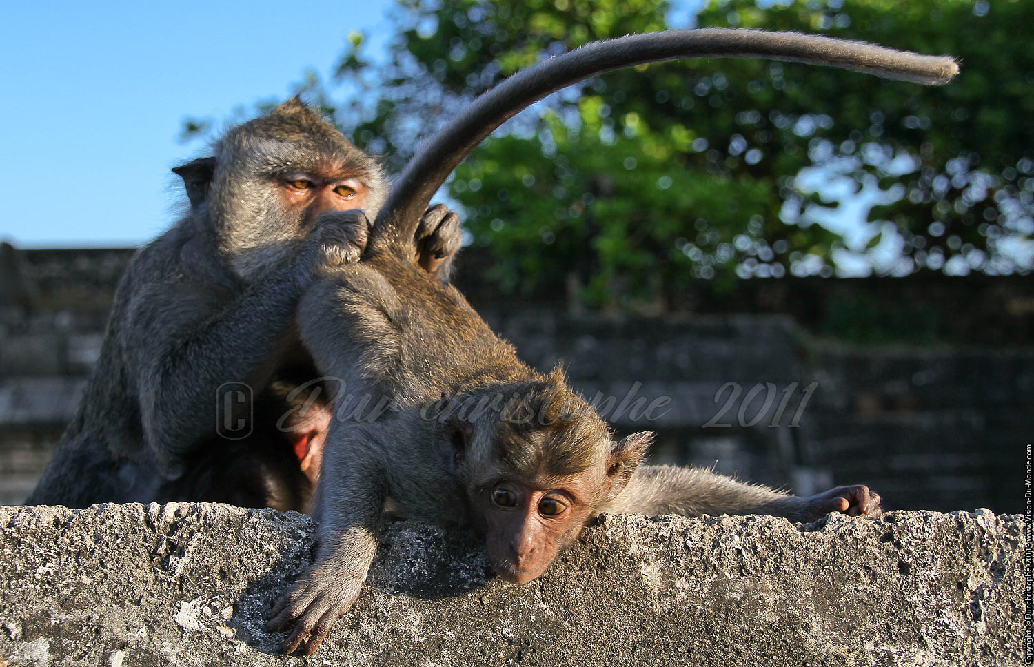 Pura Luhur Ulu Watu - Péninsule de Bukit - BALI 2011