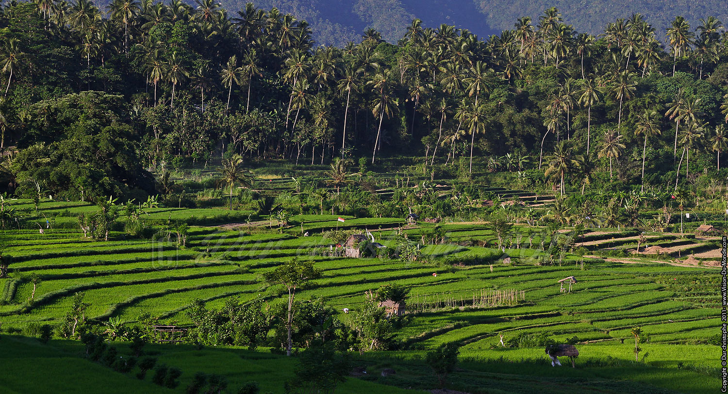 Rizières - BALI 2011