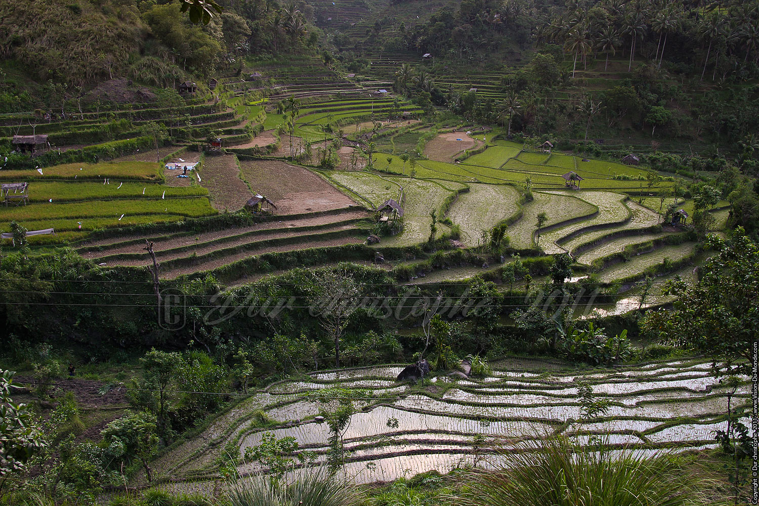 Rizières - BALI 2011