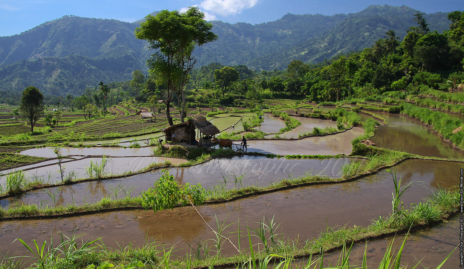Rizières - BALI 2011
