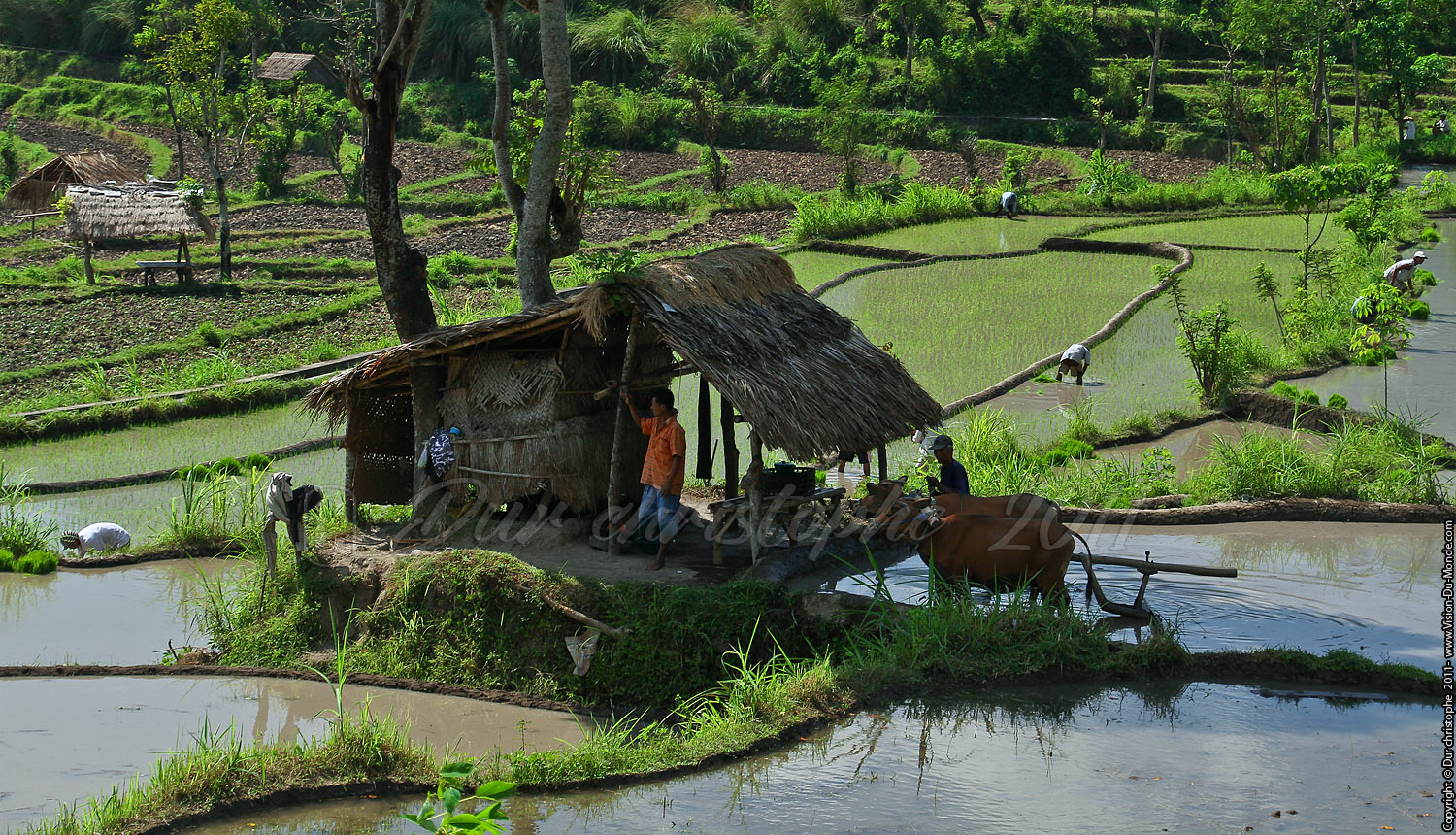 Rizières - BALI 2011