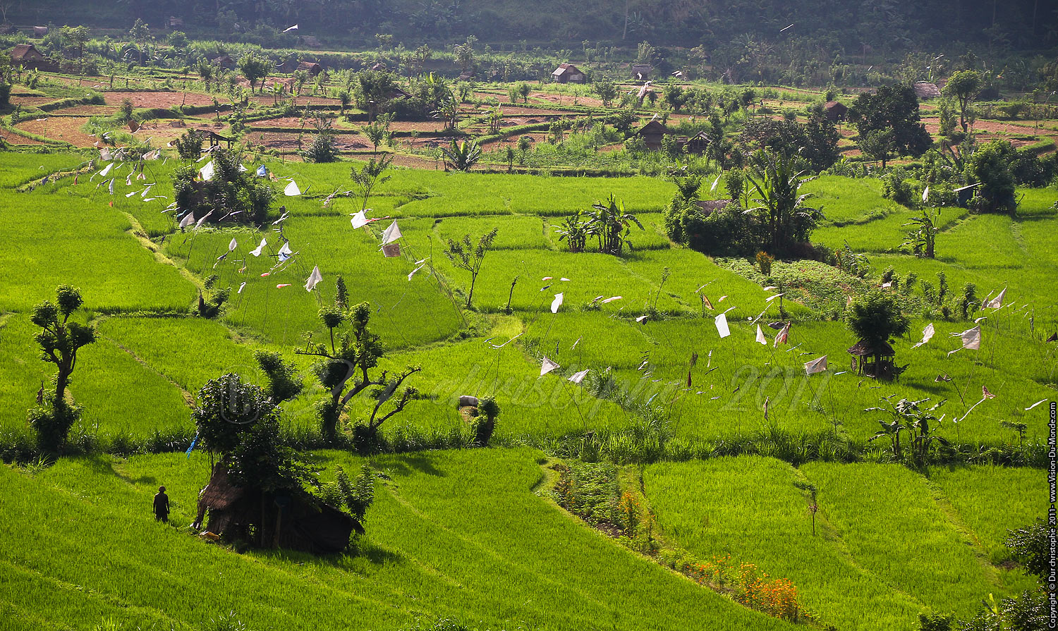 Rizières - Tirta Gangga - BALI 2011