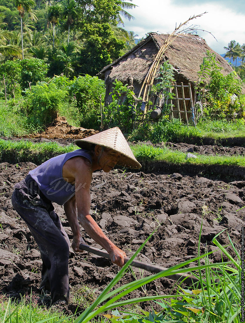 Rizières - Tirta Gangga - BALI 2011