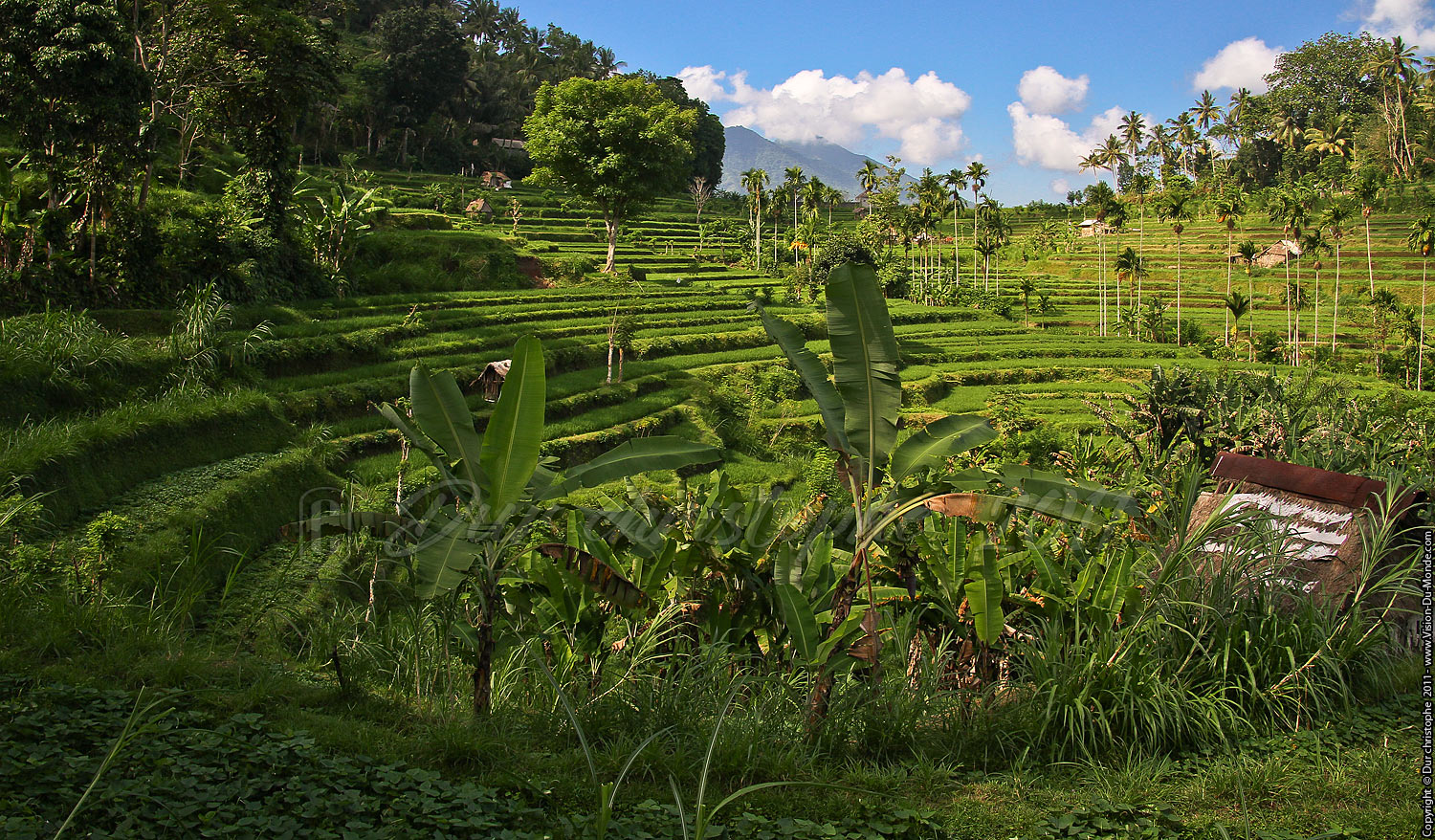 Rizières - Tirta Gangga - BALI 2011