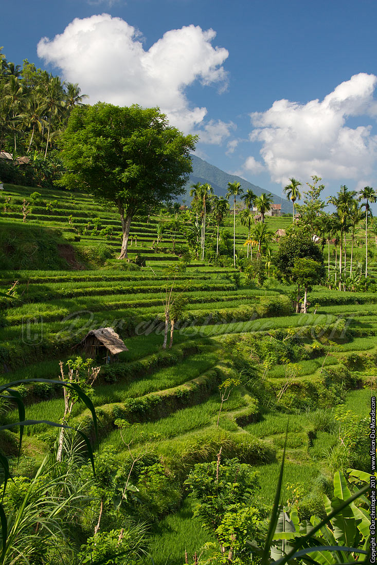Rizières - Tirta Gangga - BALI 2011