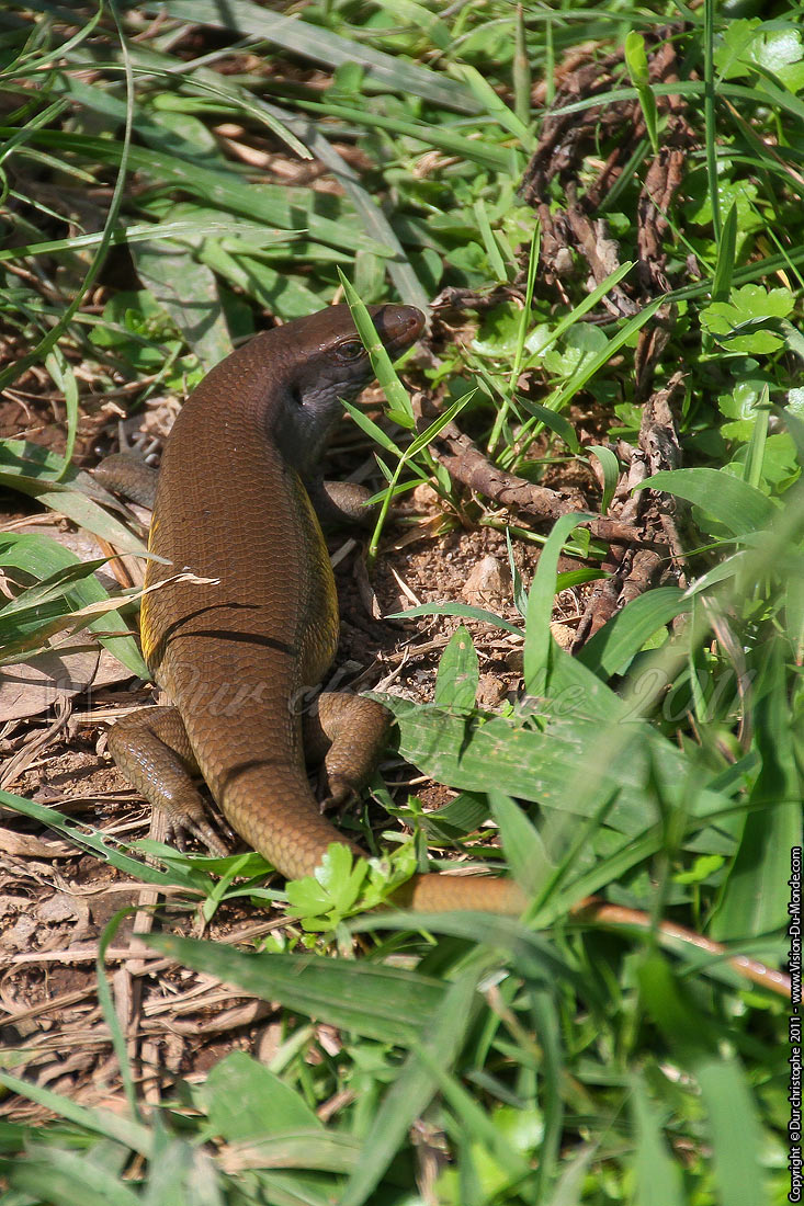 Petit varan - Rizières - Tirta Gangga - BALI 2011