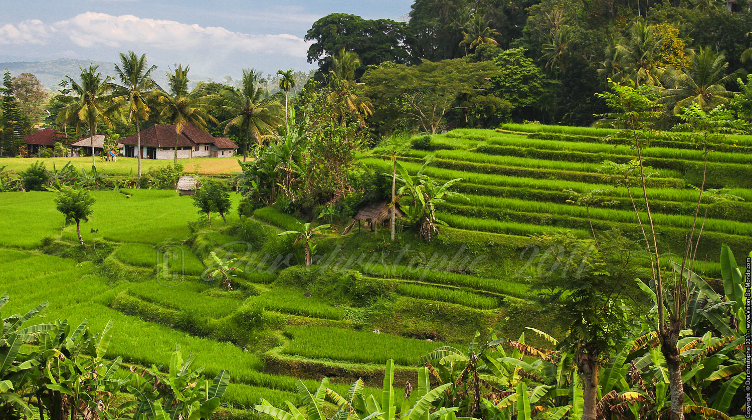 Rizières - Tirta Gangga - BALI 2011