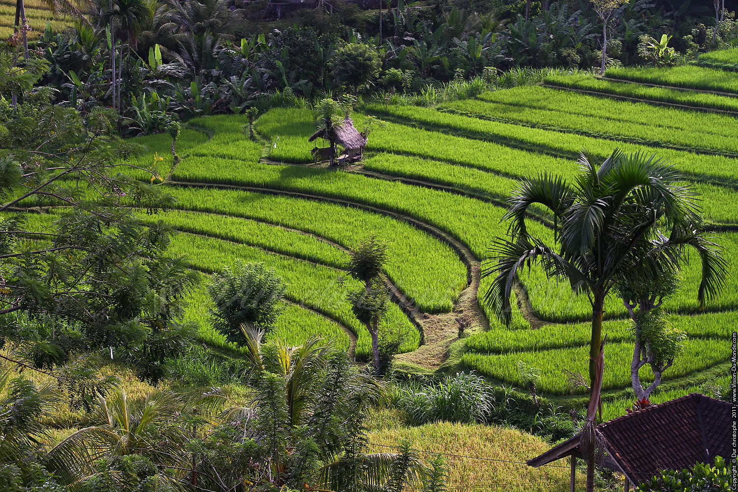 Rizières - Tirta Gangga - BALI 2011