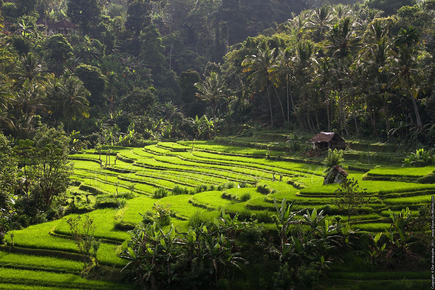 Rizières - Tirta Gangga - BALI 2011