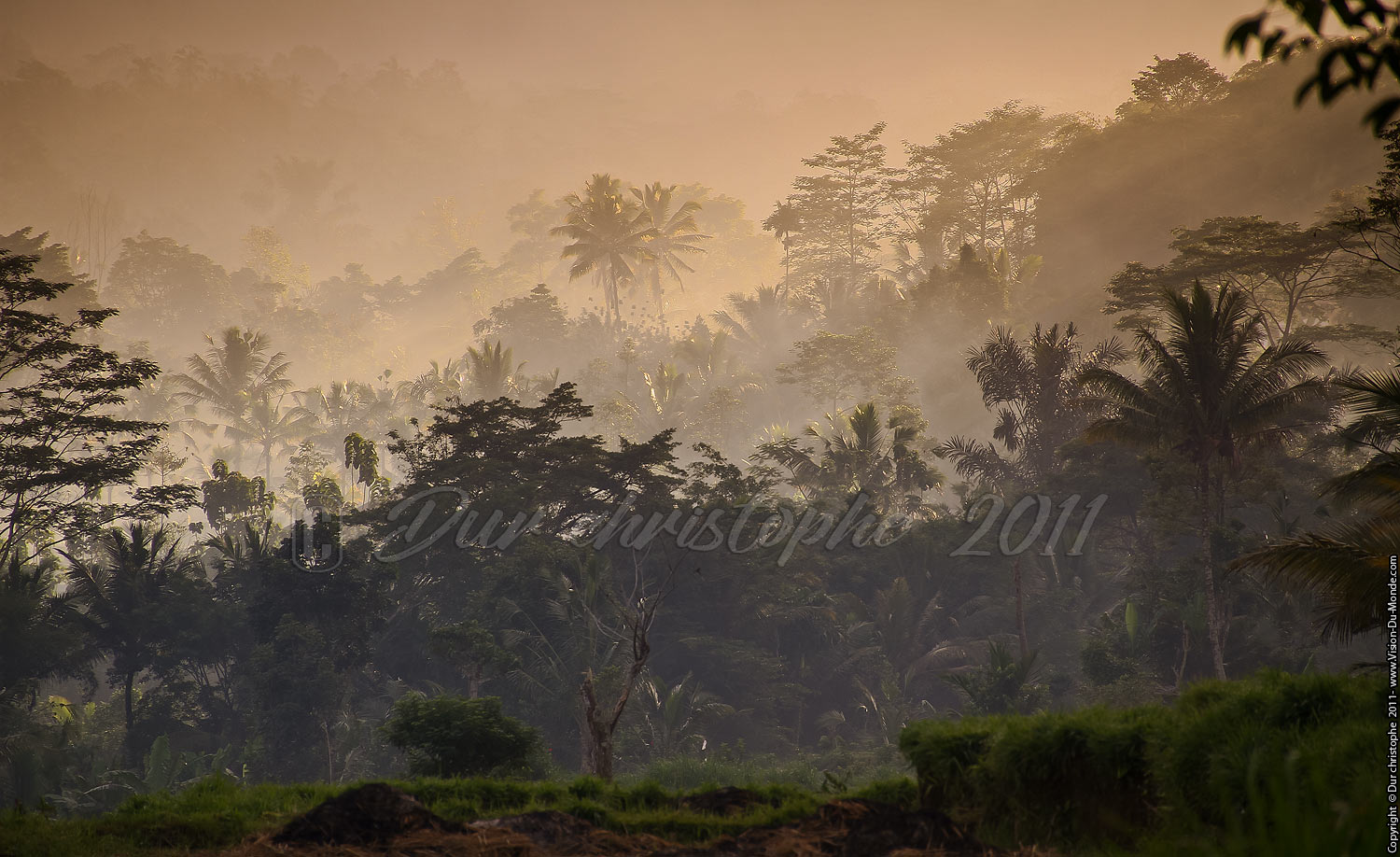 Jungle - Duda - Bali 2011