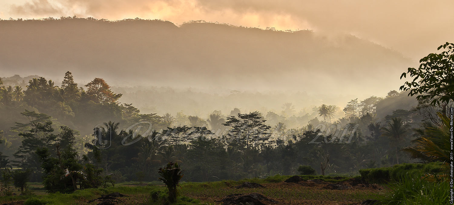 Jungle - Duda - Bali 2011