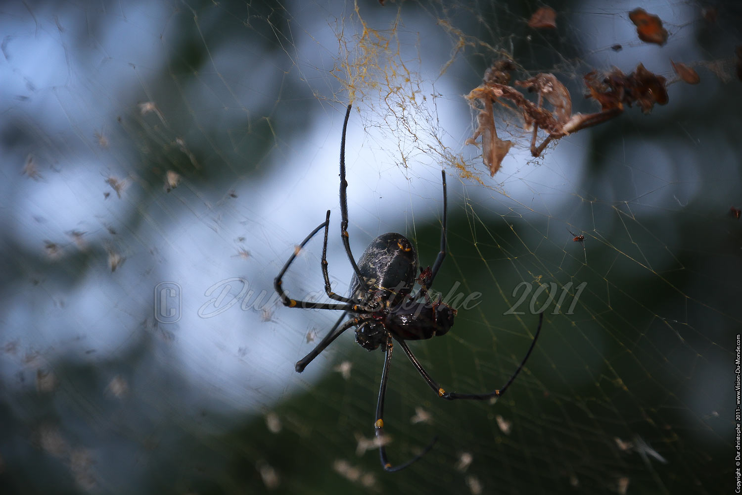 l'araignée - Bali 2011