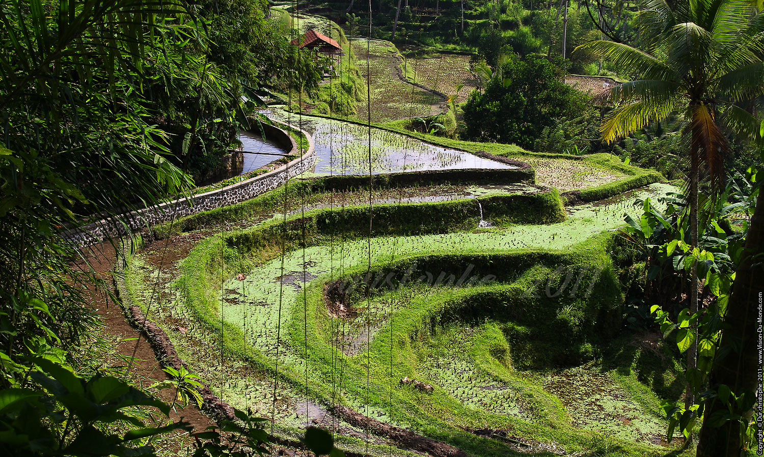 Rizières - BALI 2011