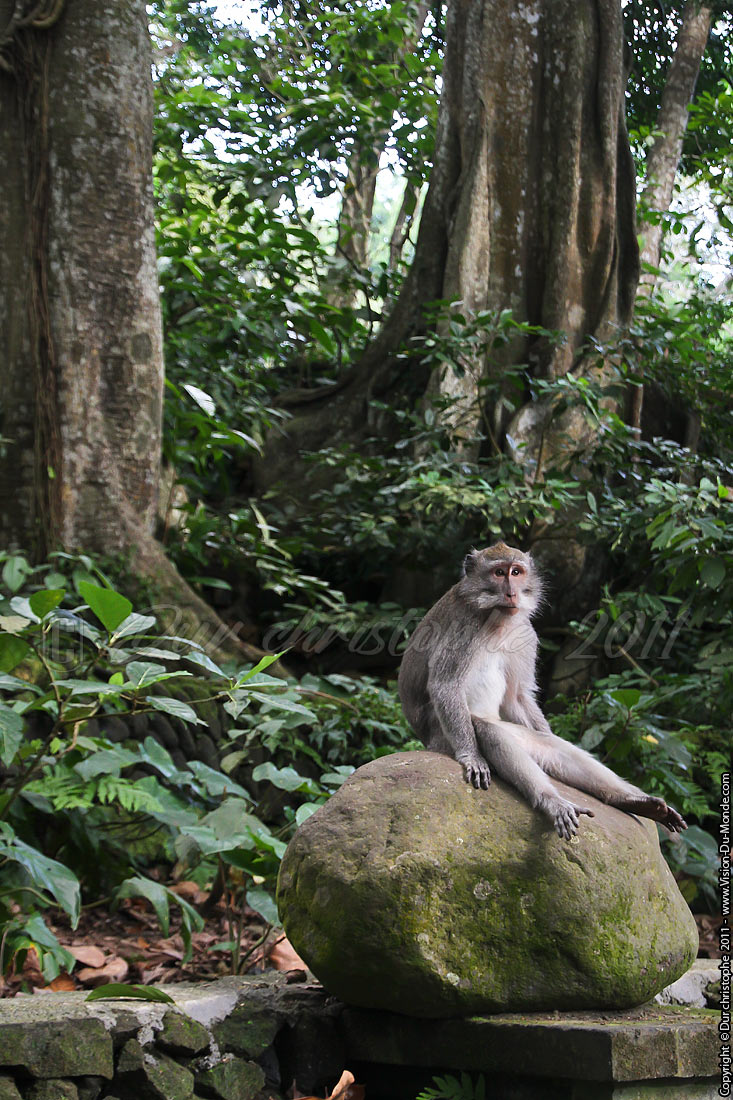 Macaque - Monkey forest - Ubud - BALI 2011