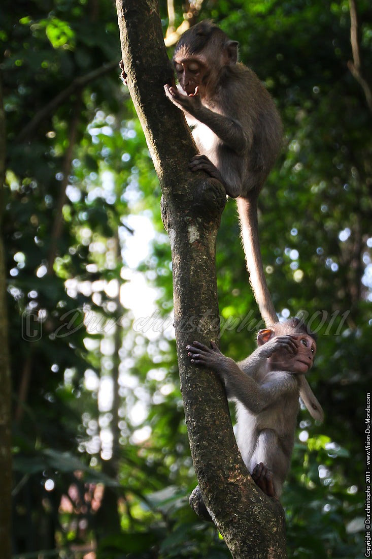 Macaques - Monkey forest - Ubud - BALI 2011