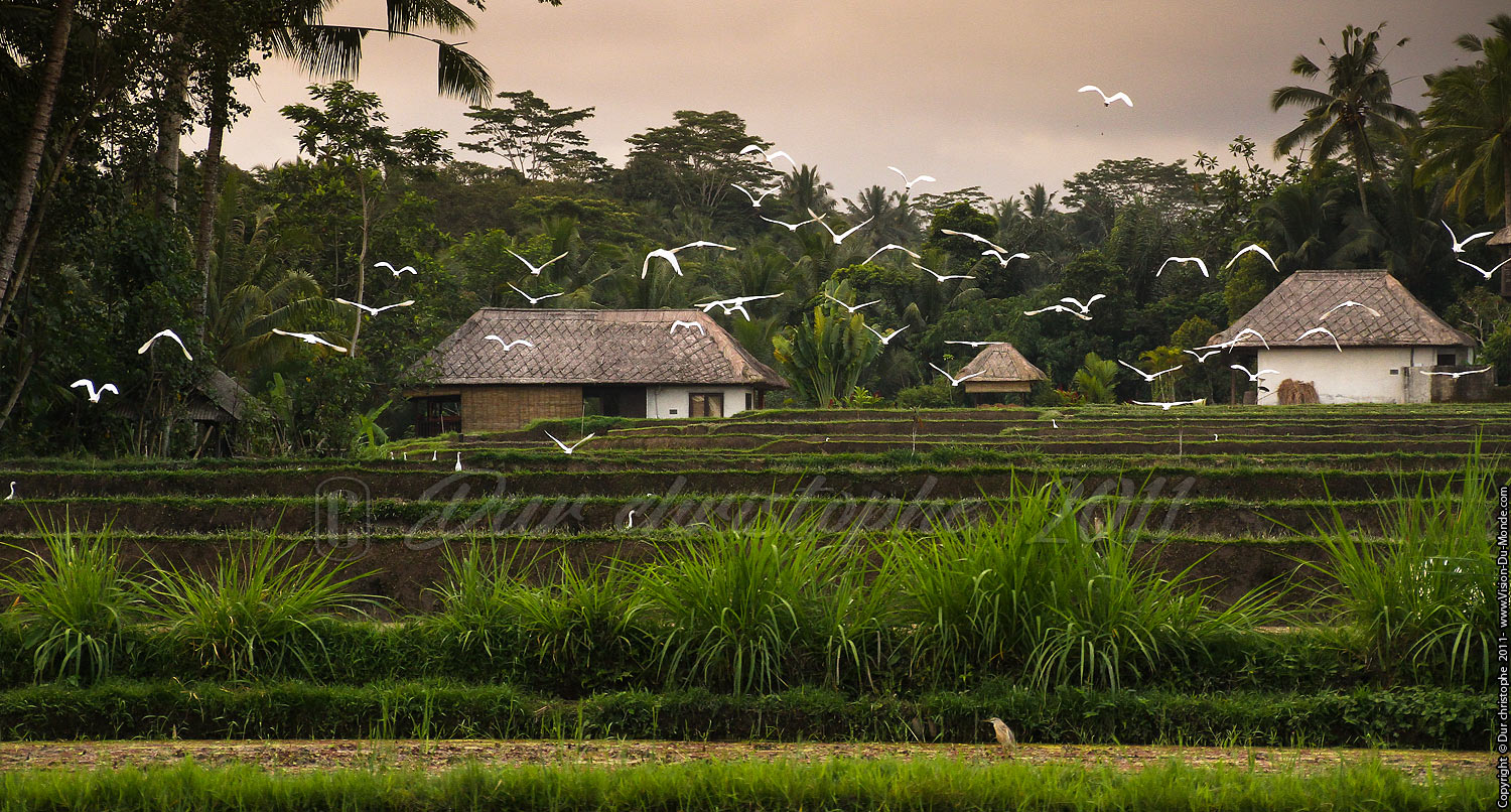 L'envol des Hérons - Ubud - BALI 2011
