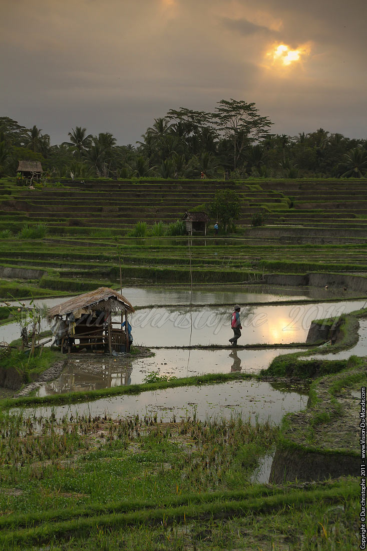 Rizières - Ubud - BALI 2011
