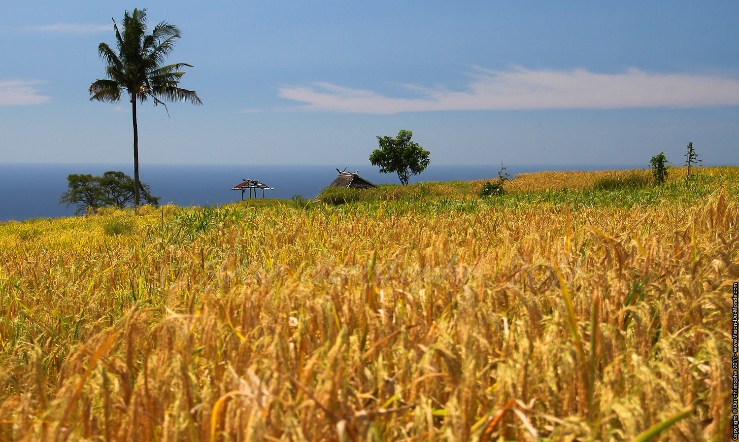Champs - Senaru - LOMBOK 2011