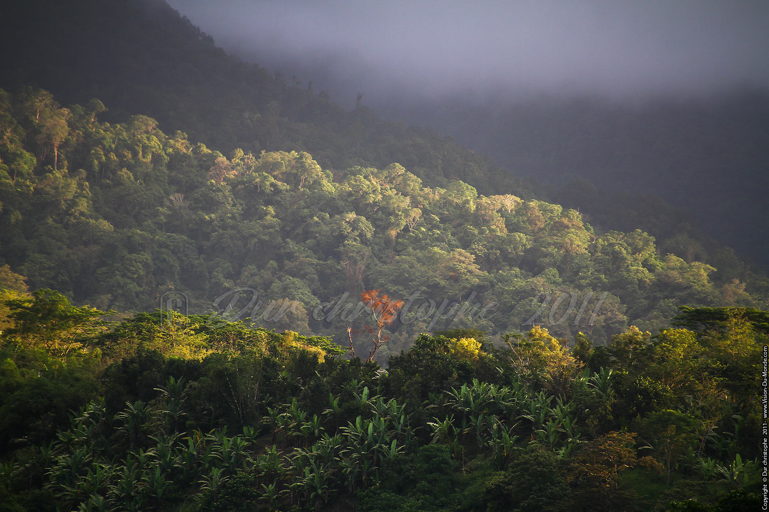 L'arbuste rouge - Senaru - LOMBOK 2011