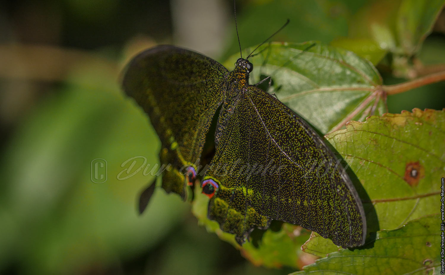 Kuang si Butterfly park - Laos 2017