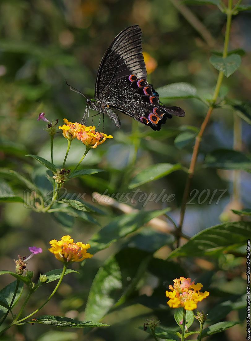 Kuang si Butterfly park - Laos 2017