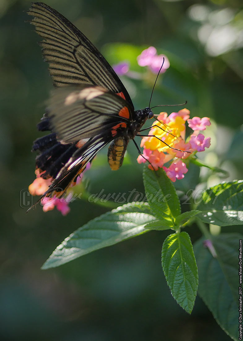 Kuang si Butterfly park - Laos 2017