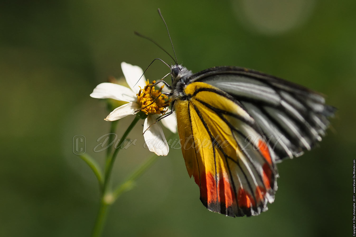 Kuang si Butterfly park - Laos 2017