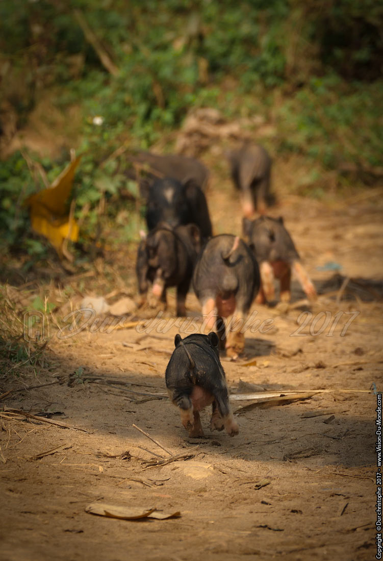 Village Ethnie le long du Mékong - Laos 2017