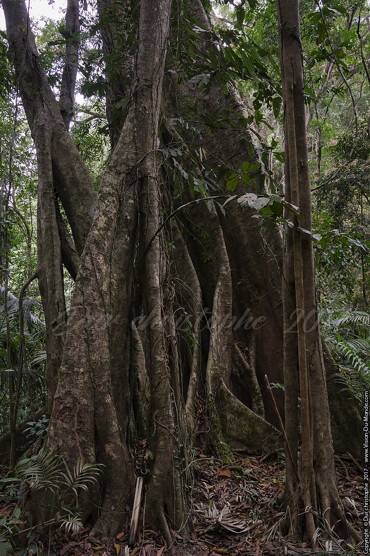 Trek dans la jungle de Namha national park - Laos 2017