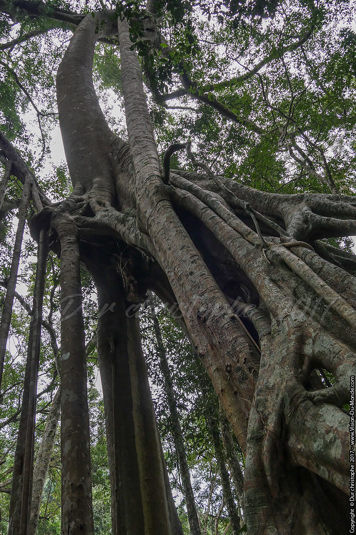 Trek dans la jungle de Namha national park - Laos 2017