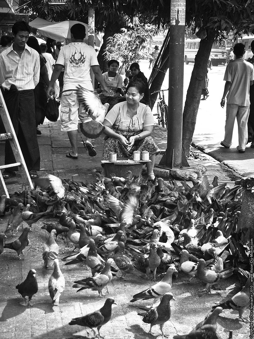 La femme aux pigeons - Yangon 2010