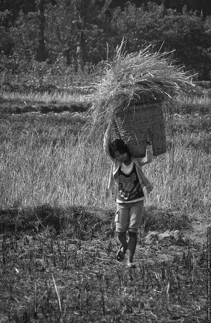 Jeune fille travaillant au champs - Mawlamyine 2010
