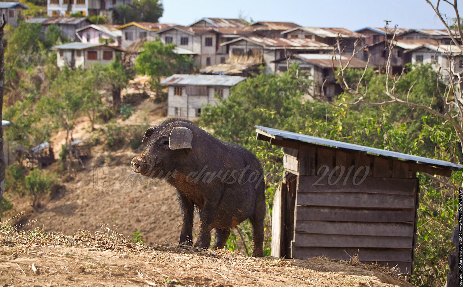 le cochon - Environs de Kalaw 2010