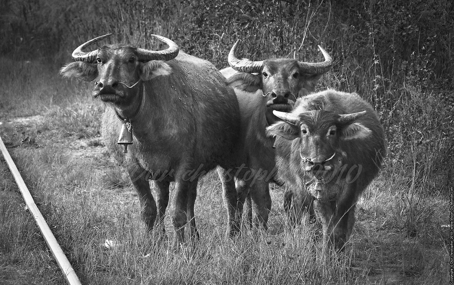 Les vaches interpellées - Environs de Kalaw 2010
