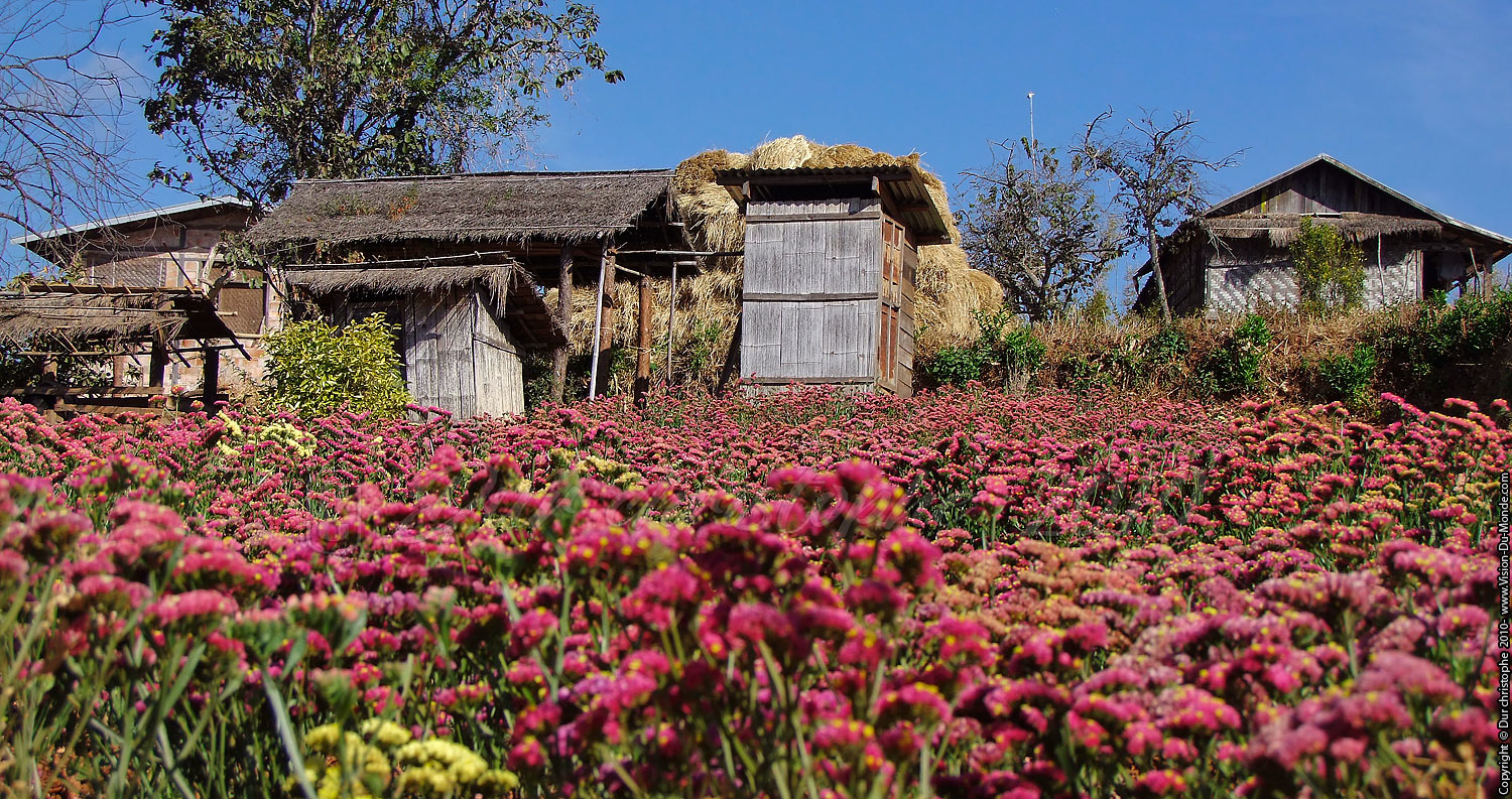 plantation de fleurs - Environs de Kalaw 2010