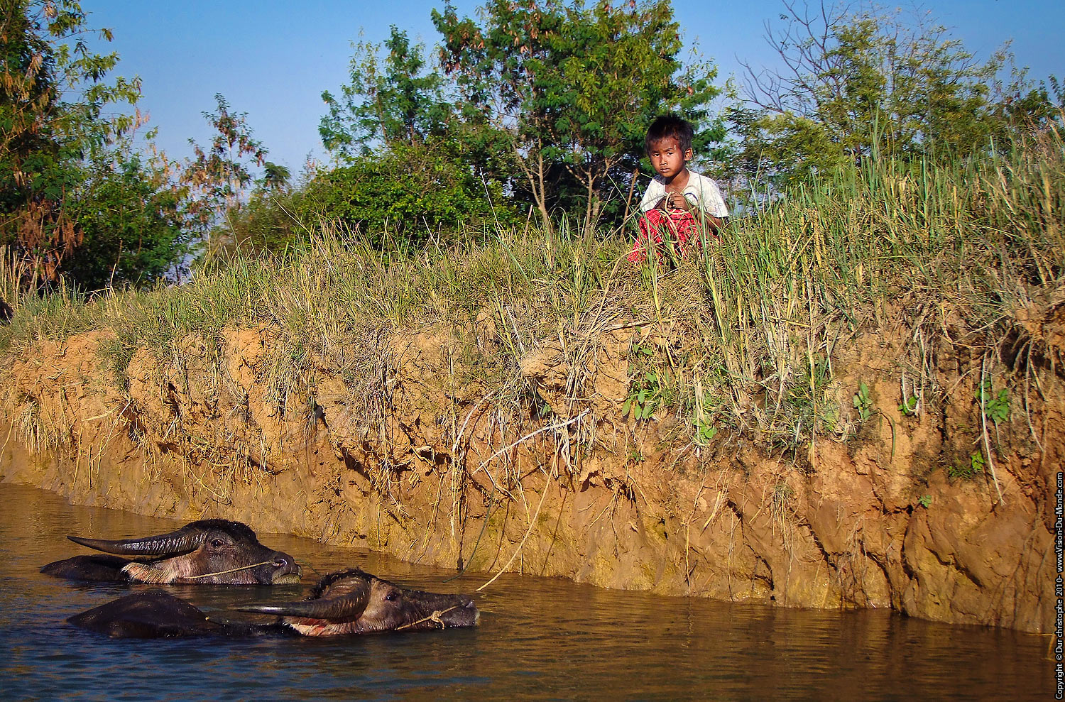 Jeune Birman baignant ses vaches - Lac Inle 2010