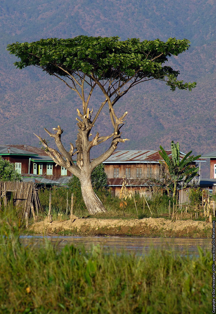 L'arbre plat - Lac Inle 2010