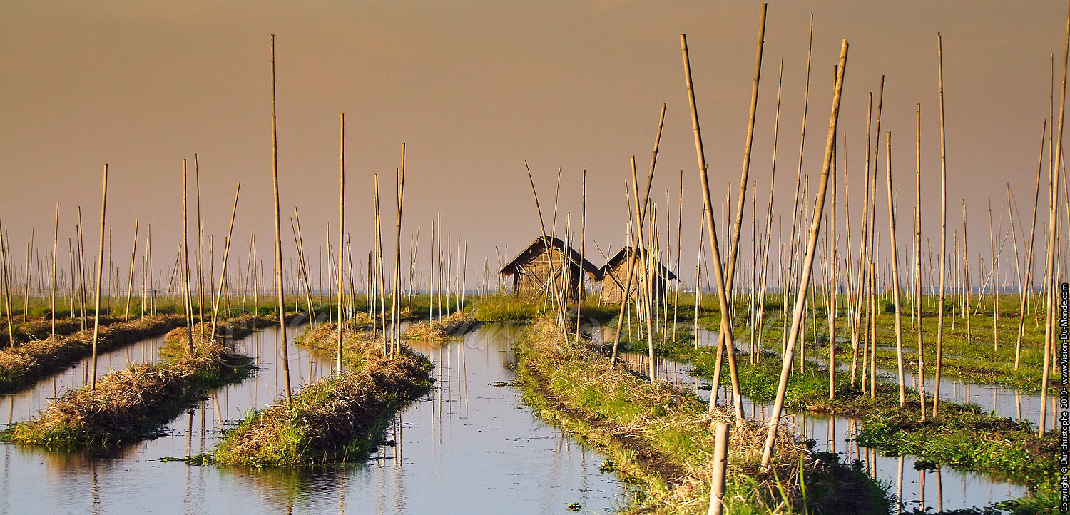 Jardins flottants - Lac Inle 2010