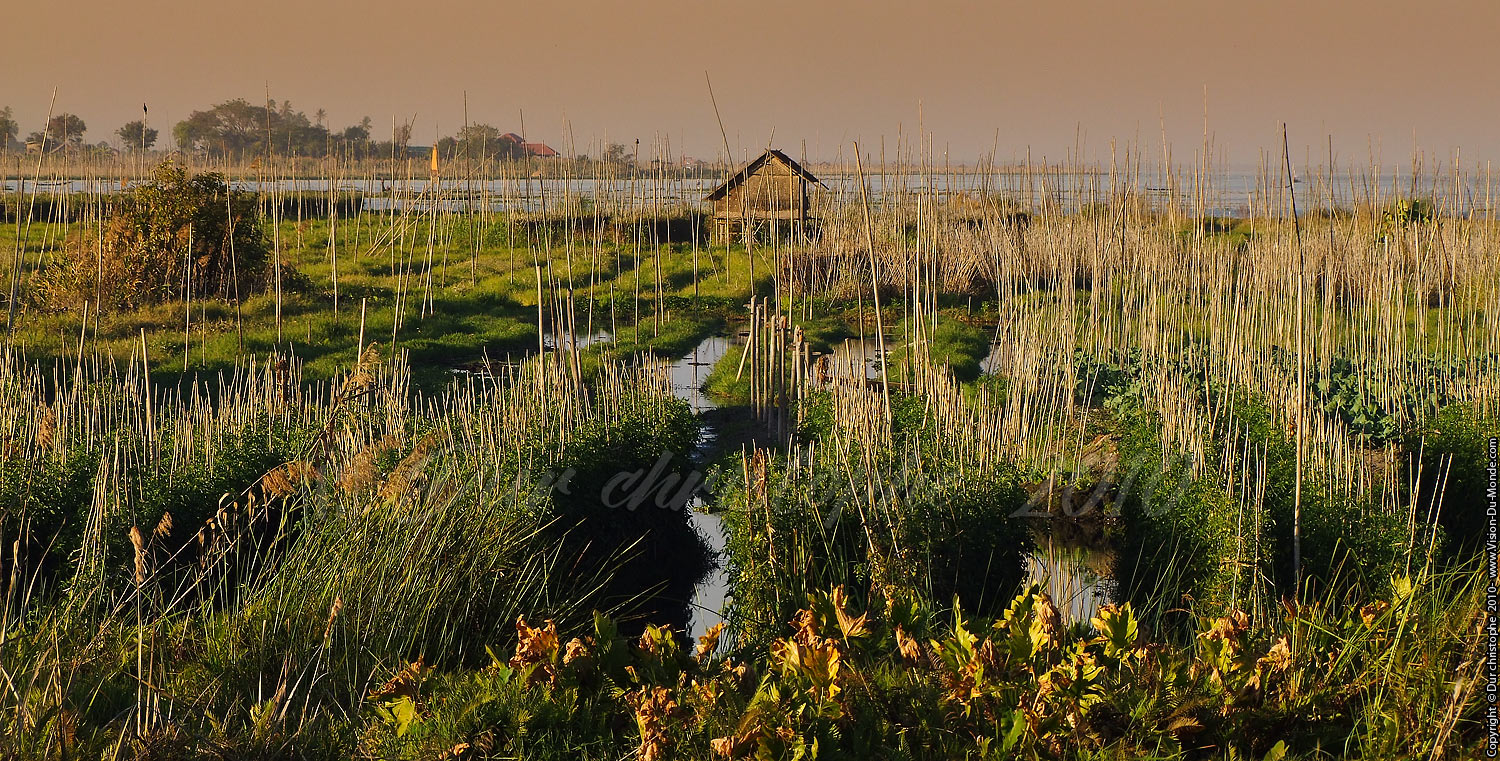 Jardins flottants - Lac Inle 2010