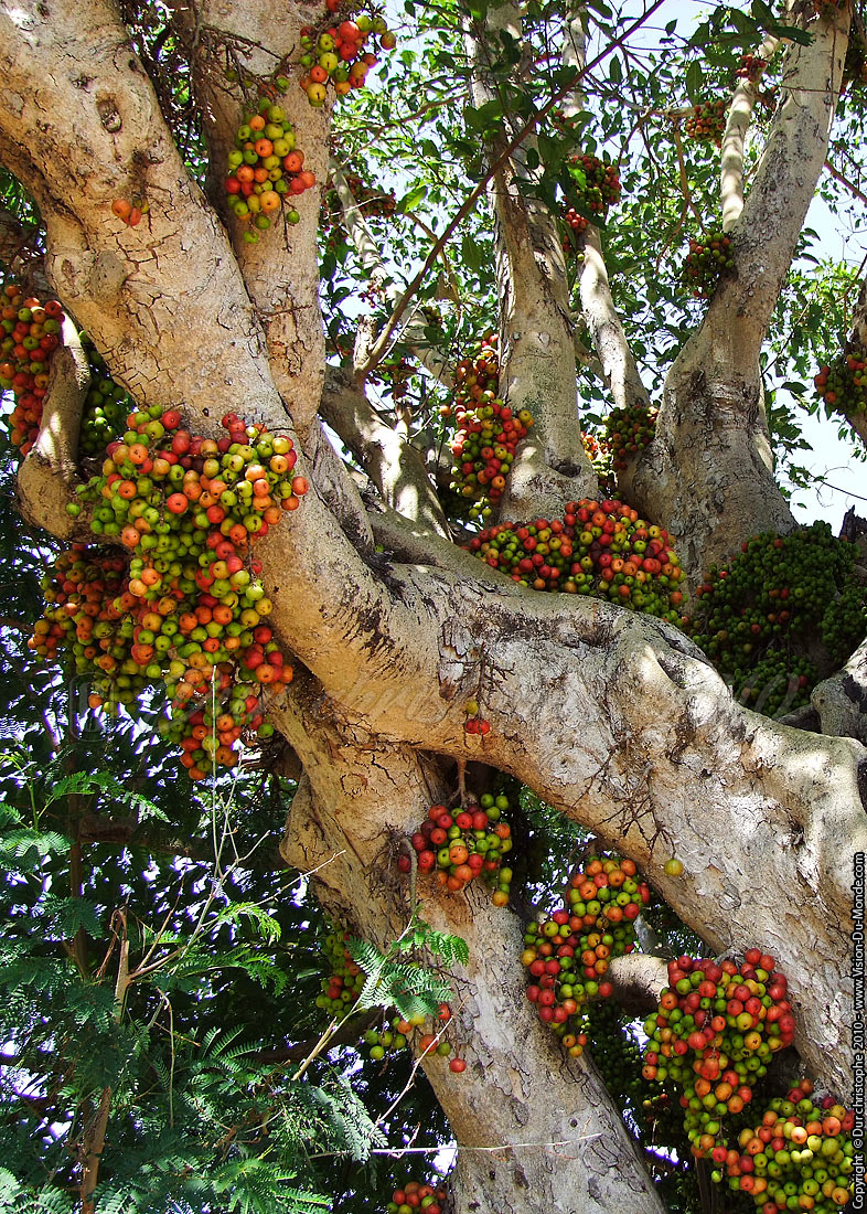 Arbre fruitié - Lac Inlé 2010